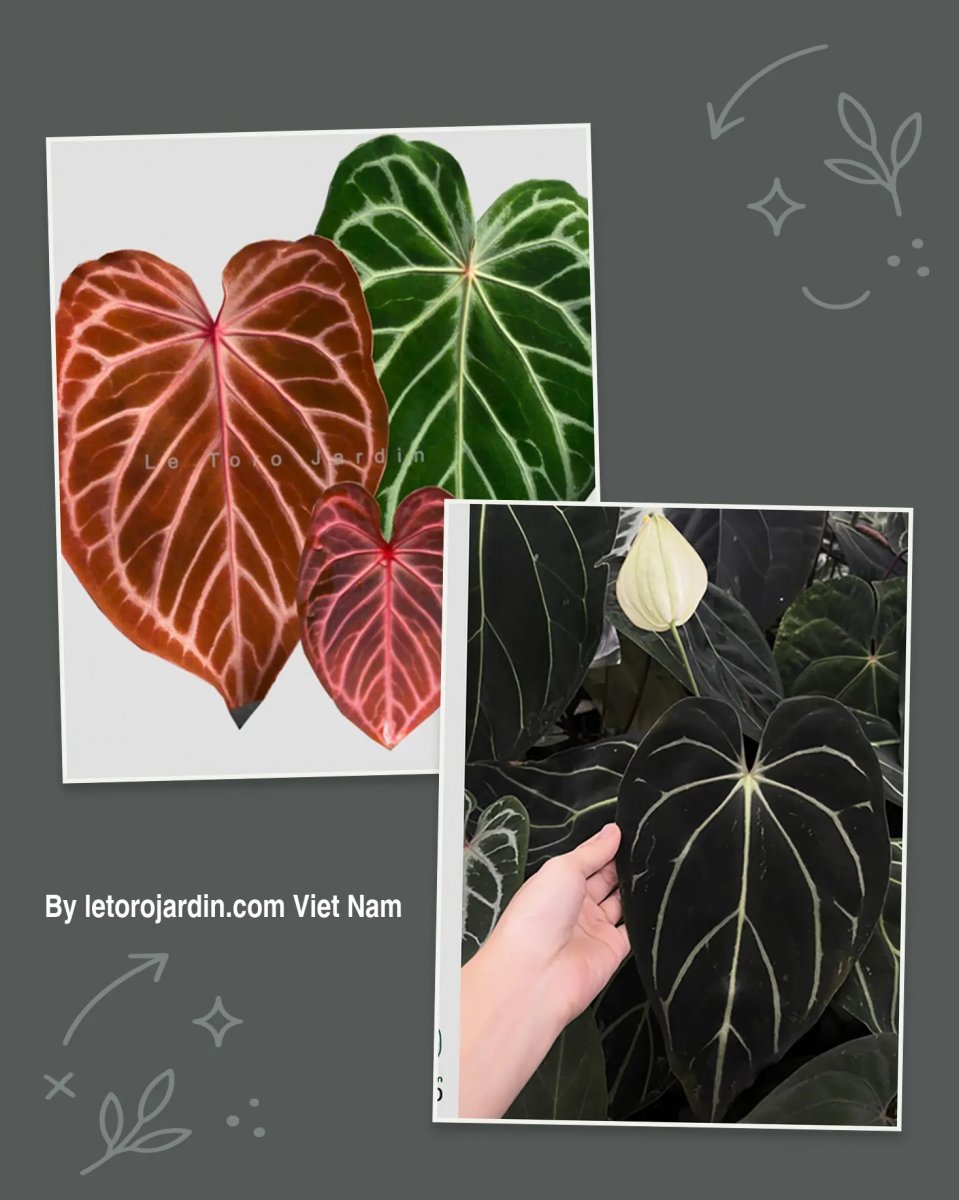 Anthurium Red Hope x Carlablackie District x RA8