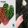 Anthurium Red Hope x Carlablackie District x RA8