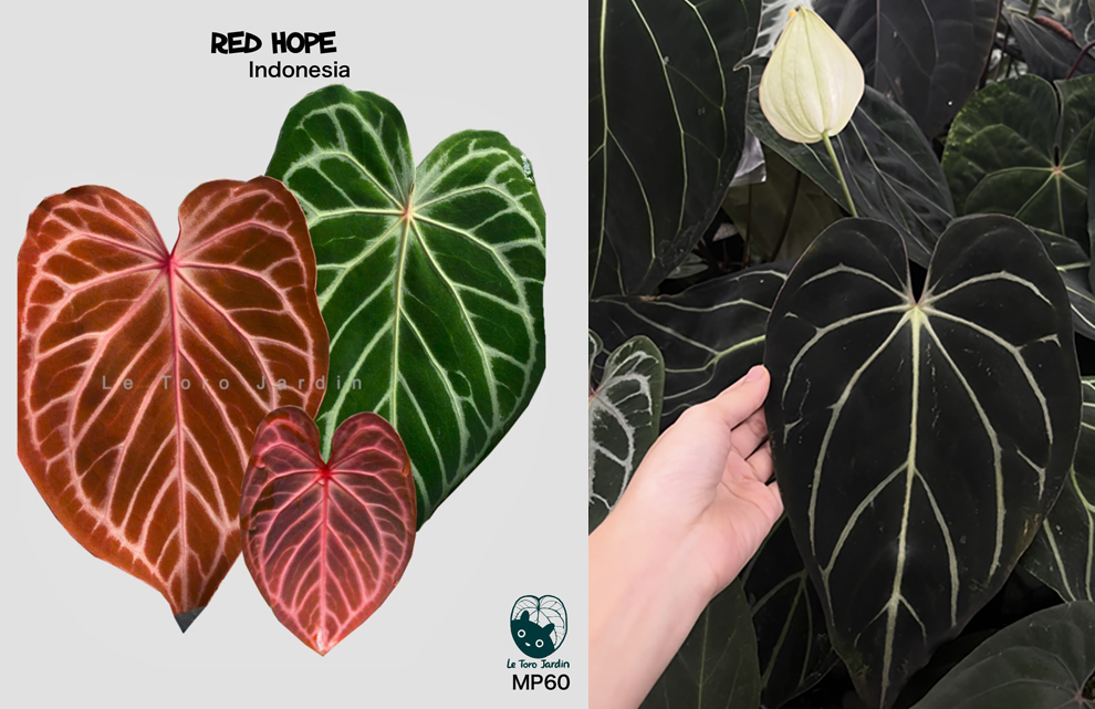 Anthurium Red Hope x Carlablackie District x RA8