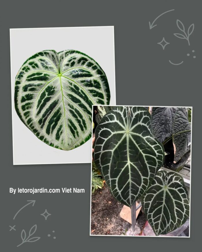 [Random seedlings] Dorayaki silver x (Chocolate x RC)