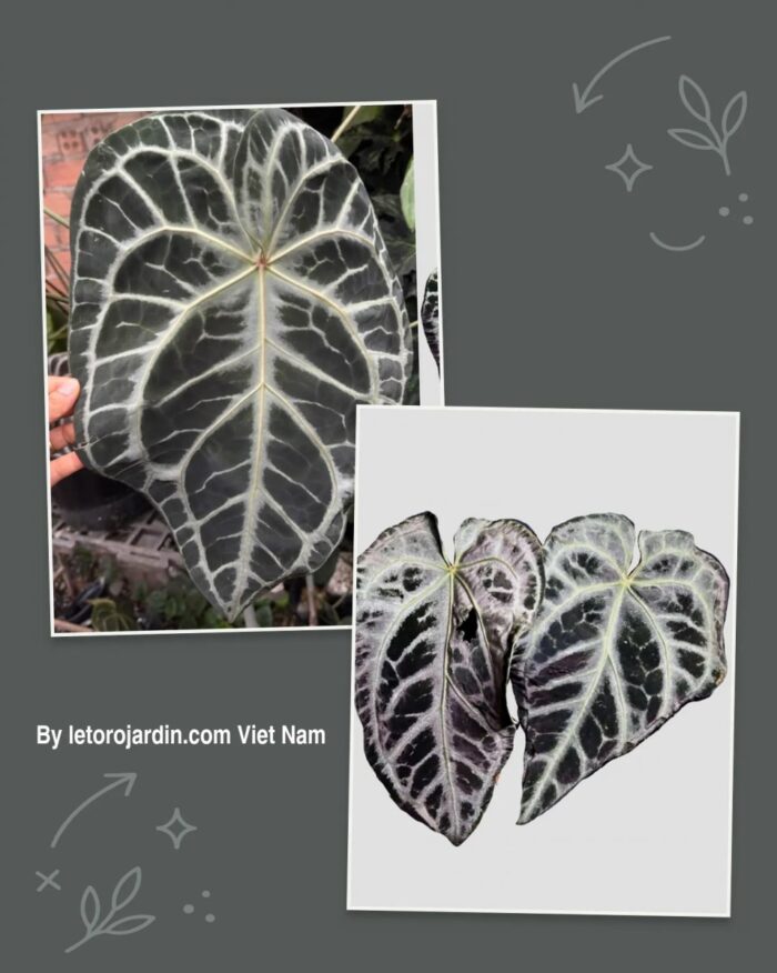 Anthurium (Red crystall Docblock x SKG Pink) x SKG Grey