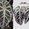 Anthurium (Red crystall Docblock x SKG Pink) x SKG Grey