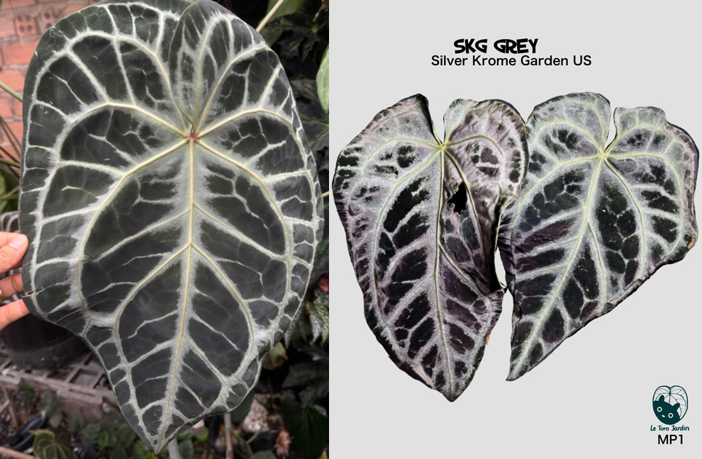Anthurium (Red crystall Docblock x SKG Pink) x SKG Grey