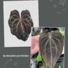 Anthurium Red crystall Tezula 02 x (Black widow x Red velvet cake)