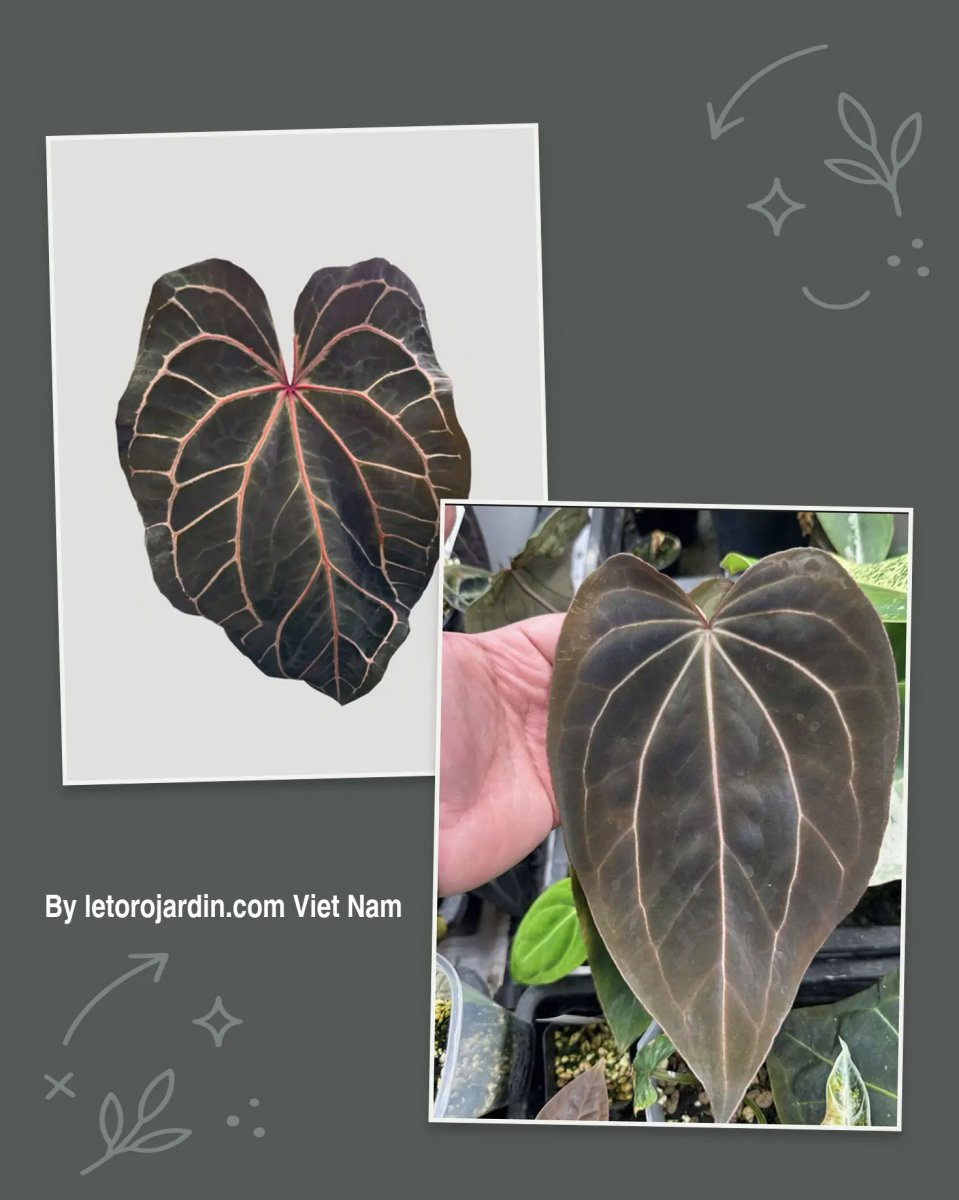 Anthurium Red crystall Tezula 02 x (Black widow x Red velvet cake)