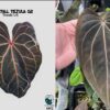 Anthurium Red crystall Tezula 02 x (Black widow x Red velvet cake)