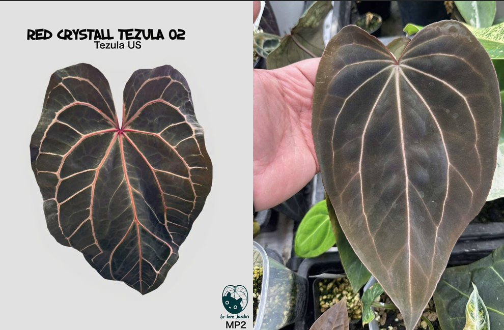 Anthurium Red crystall Tezula 02 x (Black widow x Red velvet cake)