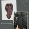 Anthurium Black velvet x Legacy of spades