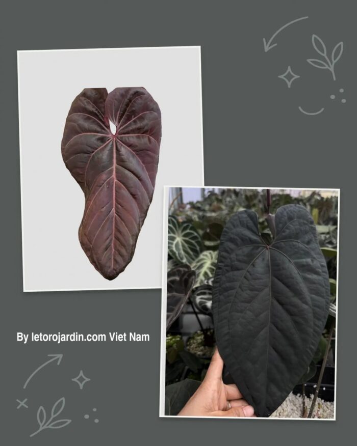 Anthurium Black velvet x Legacy of spades