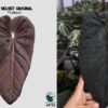 Anthurium Black velvet x Legacy of spades