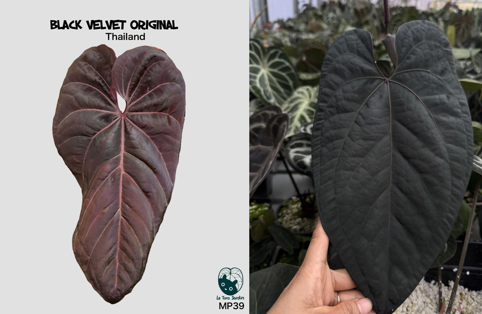 Anthurium Black velvet x Legacy of spades