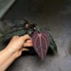 Carla evenstar - Thumbnail Image 1