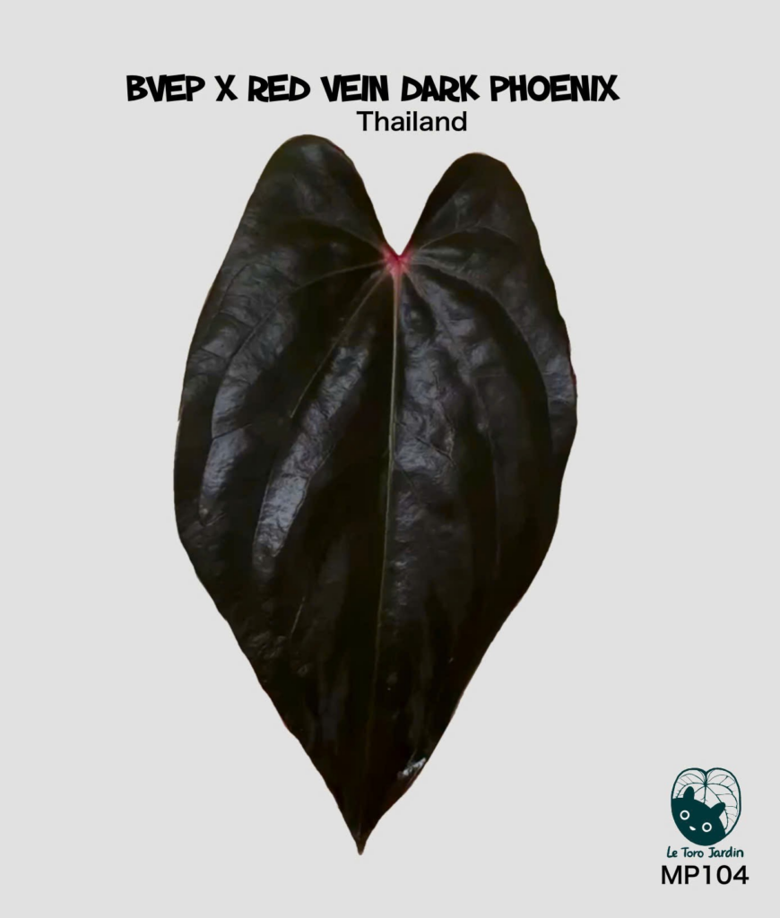 BVEP x RVDP