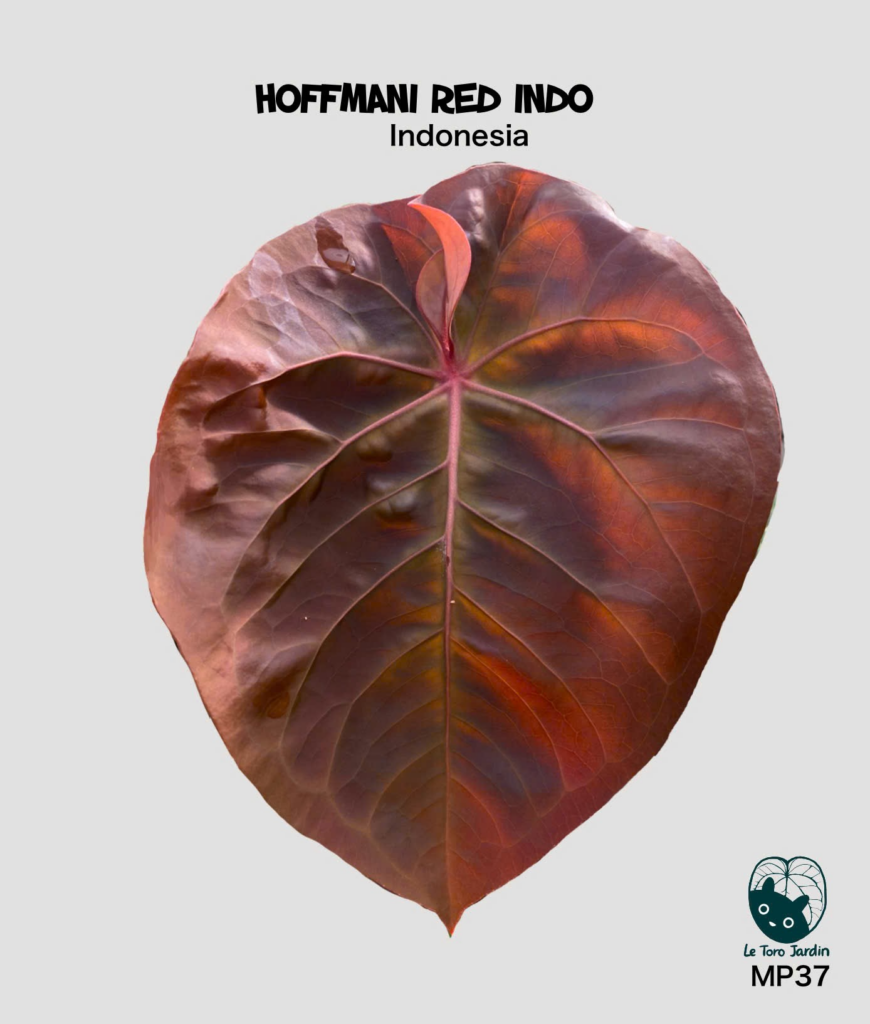Hoffmanii red Indo