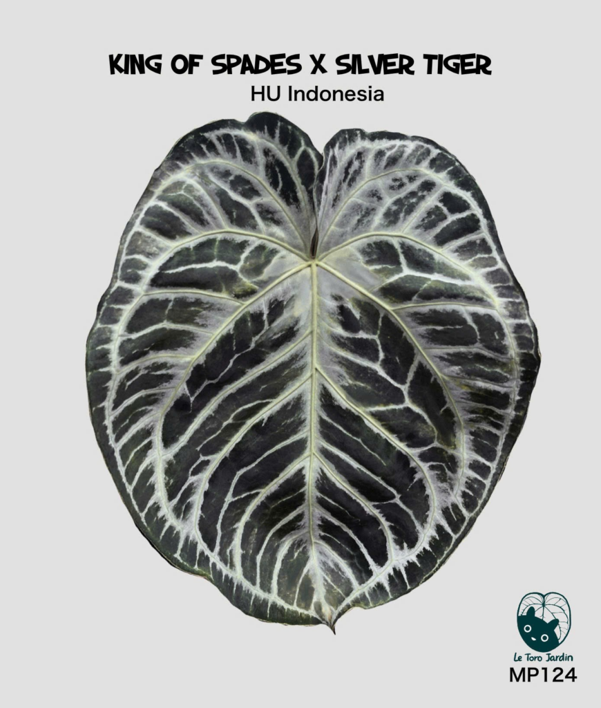 (King of spades x Silver tiger)