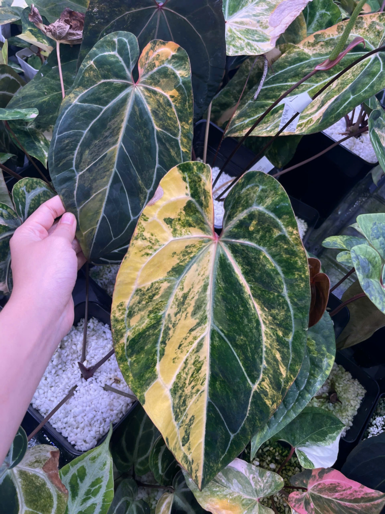(Papi var x Orange vein Docblock)
