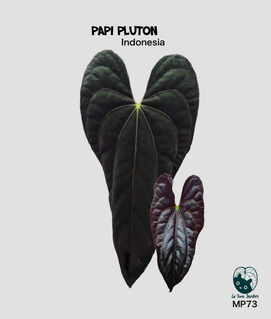 Papi pluton