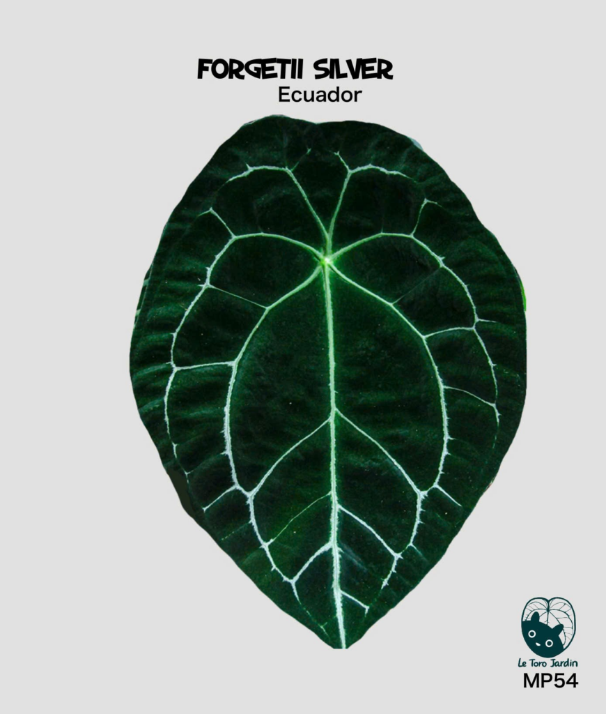 Forgetii