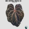 Red crystall Tezula 02 x Red crystall Tezula 01 - Thumbnail Image 3