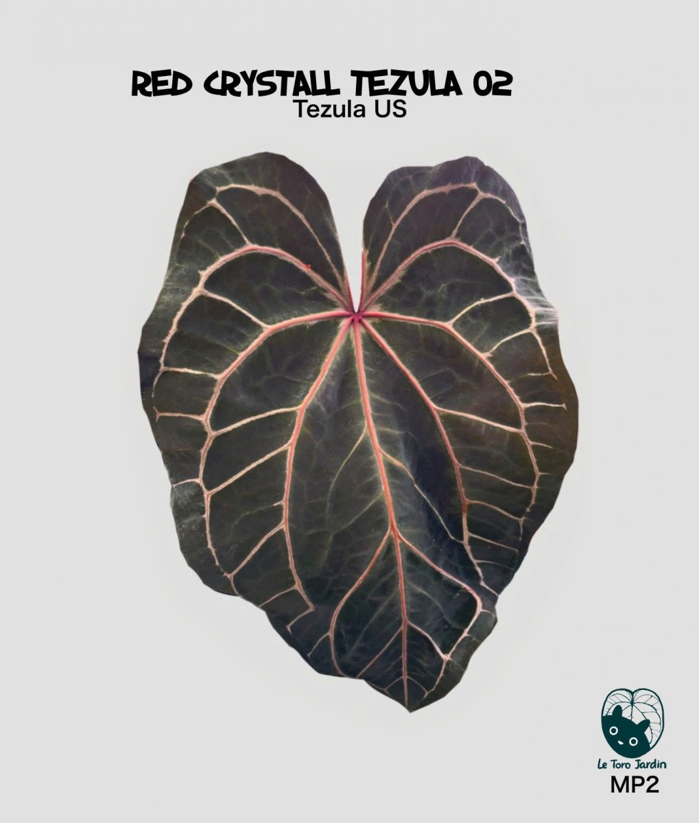 Red crystall Tezula 02 x Red crystall Tezula 01 - Image 3